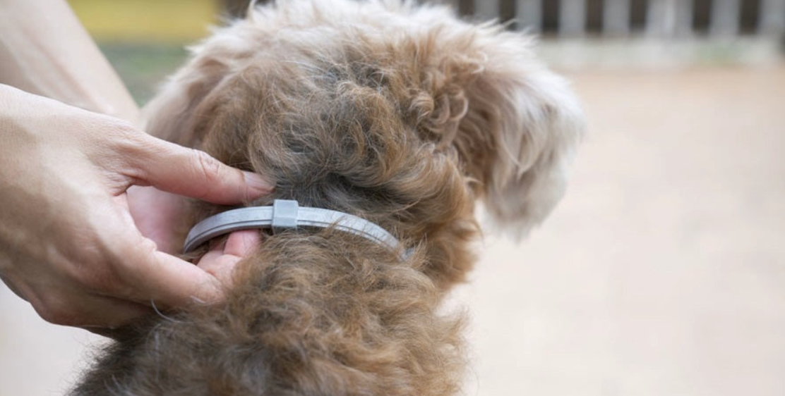 OFERTA 2 x 1 - COLLAR ANTIPULGAS PARA MASCOTAS